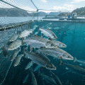 Atlantic salmon swimming inside a floating net pen with mountains behind