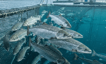Atlantic salmon swimming inside a floating net pen with mountains behind
