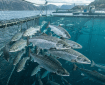 Atlantic salmon swimming inside a floating net pen with mountains behind
